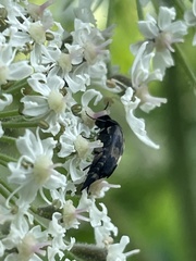 Variimorda villosa