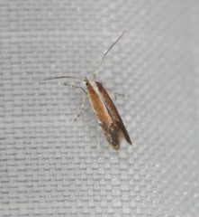 Cameraria quercivorella