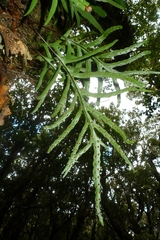 Microsorum novae-zealandiae