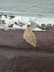 Eilicrinia trinotata