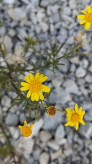 Senecio nevadensis malacitanus