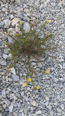 Senecio nevadensis malacitanus