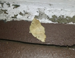 Eilicrinia trinotata