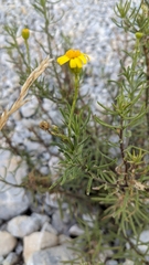 Senecio nevadensis malacitanus