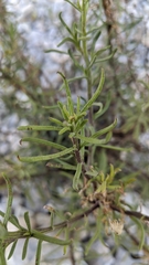 Senecio nevadensis malacitanus