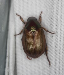 Callistethus marginatus