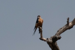 Cecropis senegalensis