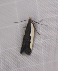 Dichomeris serrativittella