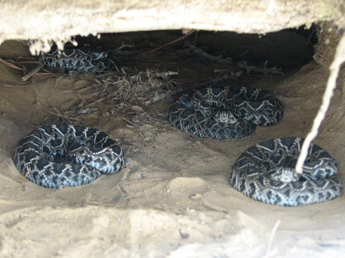 Eastern Diamondback Rattlesnake observed near Baldwin County, US-AL, US, (c) bdholt, some rights reserved (CC BY-NC)