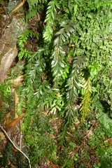 Tmesipteris tannensis