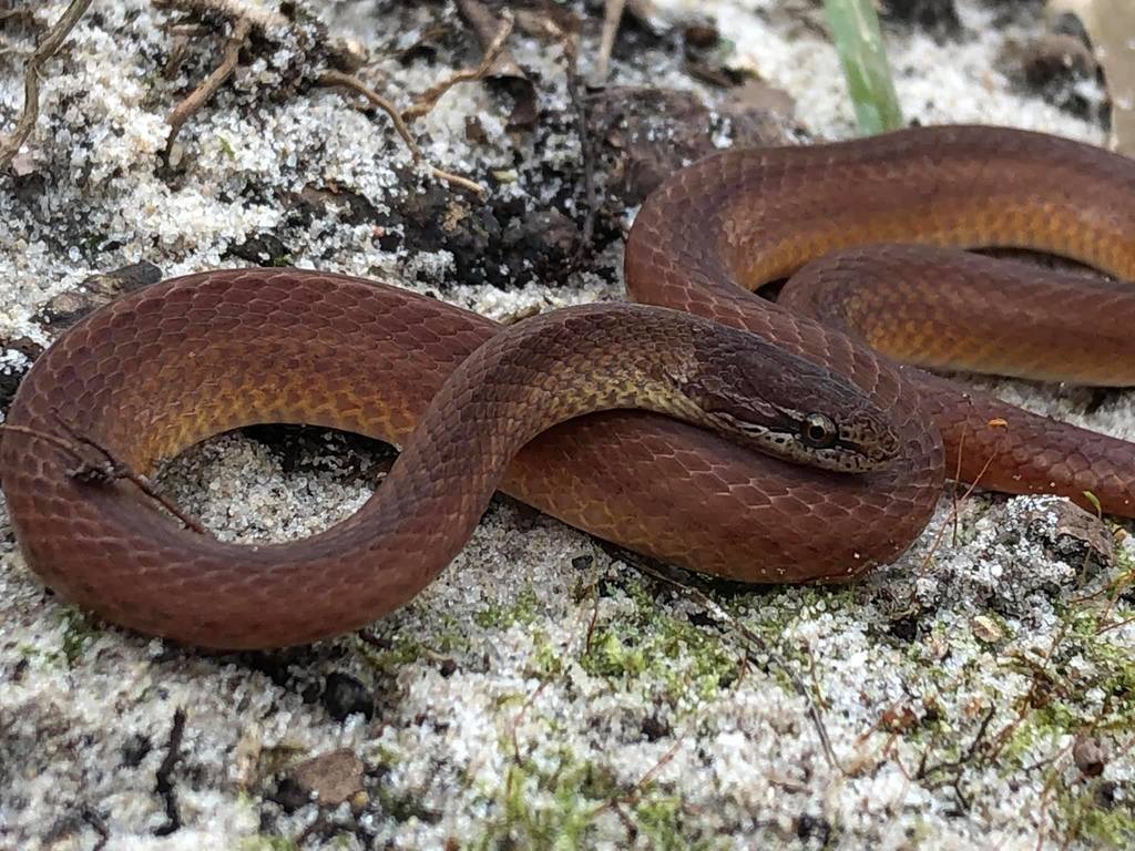 Pine Woods Littersnake in September 2020 by bdholt · iNaturalist