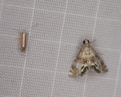 Cameraria quercivorella