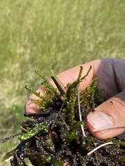 Scorpidium scorpioides