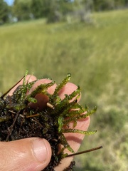 Scorpidium scorpioides