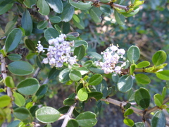 Ceanothus cuneatus ramulosus