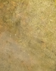 Atyaephyra desmarestii