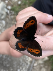 Erebia euryale