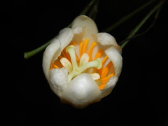 Passiflora arborea