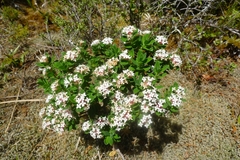 Pimelea gnidia
