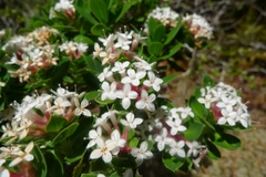 Pimelea gnidia