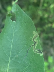 Stigmella populetorum