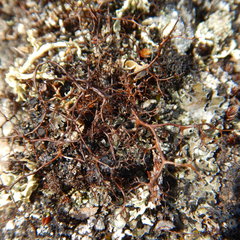 Bryocaulon divergens