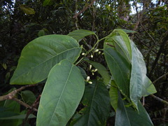Passiflora arborea