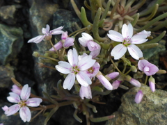 Claytonia exigua