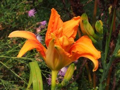 Hemerocallis fulva kwanso