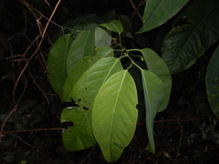 Passiflora arborea