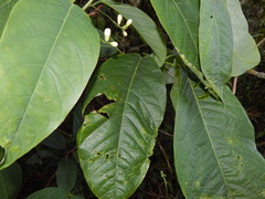 Passiflora arborea