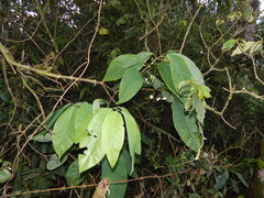 Passiflora arborea