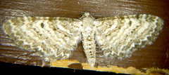Eupithecia pusillata