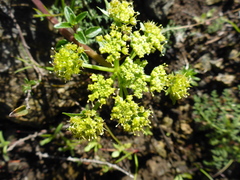 Lomatium dasycarpum