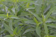 Hygrophila