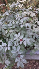 Erysiphe vanbruntiana