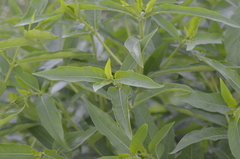 Hygrophila