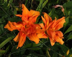 Hemerocallis fulva kwanso