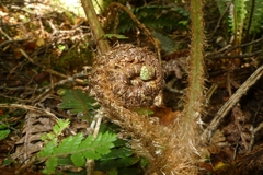 Cyathea colensoi