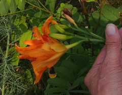 Hemerocallis fulva kwanso
