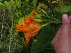Hemerocallis fulva kwanso