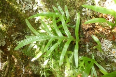 Microsorum novae-zealandiae