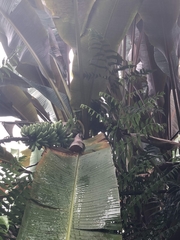 Musa acuminata zebrina