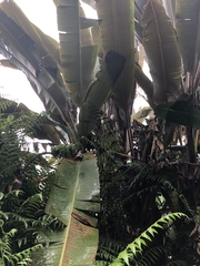 Musa acuminata zebrina