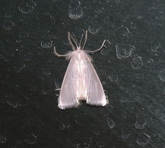 Rupela albinella