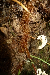 Microsorum novae-zealandiae
