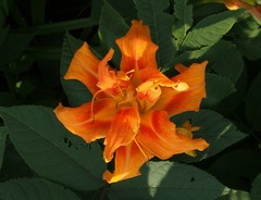 Hemerocallis fulva kwanso