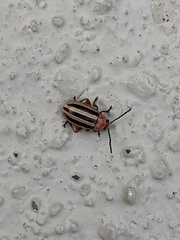 Disonycha admirabila