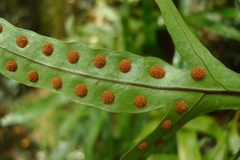 Microsorum novae-zealandiae