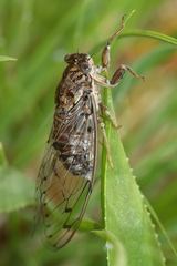 Cicada barbara lusitanica